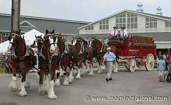 Budweiser Clydesdales coming to Amherst - The Morning Journal