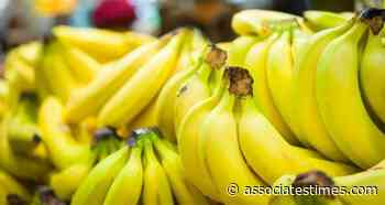Saint Lucia: Agriculture Ministry announces recommencement of Banana Export - Associates Times