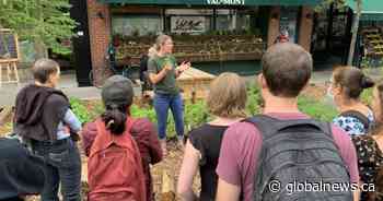 Free summer tours whetting Montrealers’ appetites for urban agriculture - Global News