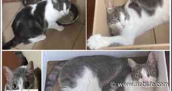 “La nostra gatta è scomparsa, aiutateci a ritrovarla, offriamo ricompensa” - Rieti Life