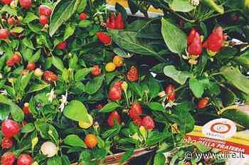 A Rieti torna la Fiera mondiale campionaria del peperoncino - Dire