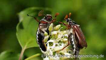 Maikäferplage 2022: Landwirt bekämpft Engerlinge mit eigener Maschine