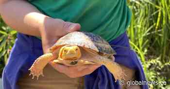 Endangered turtle released in Hamilton’s Cootes Paradise - Global News