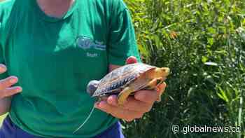 Endangered Blanding’s turtle released into Cootes Paradise in Hamilton - Global News