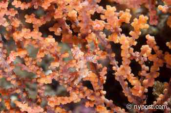 Can you outsmart the ocean? Spot the hidden fish in this underwater optical illusion - New York Post