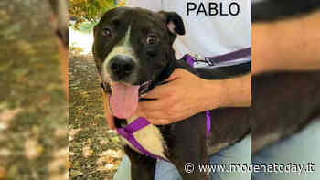 Adozioni: i cani in cerca di famiglia a Modena - ModenaToday