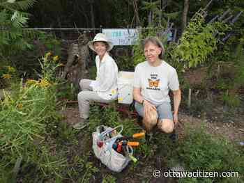 Boddy: Even a small garden can do big things in Ottawa - Ottawa Citizen
