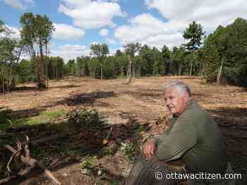 'It breaks my heart:' Hazeldean Woods loses tract of trees following cleanup from May wind storm - Ottawa Citizen
