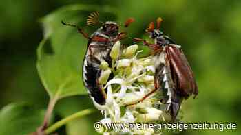 Käferplage 2022: Landwirt bekämpft Engerlinge mit eigener Maschine