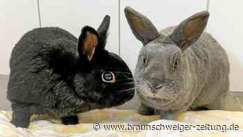Zwei Kaninchen aus Salzgitter suchen ein neues Zuhause