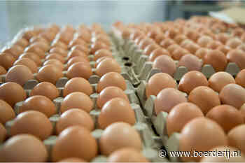 Dal in eierprijs voorbij - Boerderij