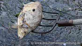 Polen: Quecksilber nicht die Ursache für Fischsterben