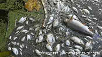Oder-Gift erreicht die Ostsee: Strand-Urlaub in Gefahr?