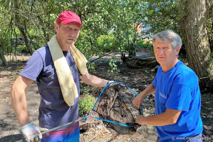 Heldhaftige buurtbewoner redt vissen uit uitdrogende vijver in Willebroek