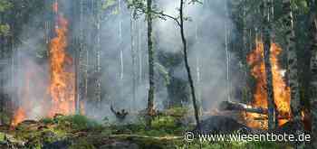 Waldbrandgefahr im Landkreis Erlangen-Höchstadt bleibt hoch - Der Neue Wiesentbote