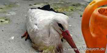 Jungtier lag geschwächt in der Erlanger Innenstadt: Geretteter Storch ist tot - Nordbayern.de