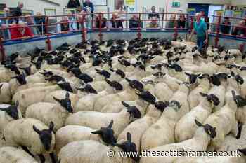 Round up of store lambs to include Lairg, Dingwall and Stirling - The Scottish Farmer