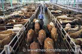 Special sales to include Thainstone, Stirling and Dingwall - The Scottish Farmer