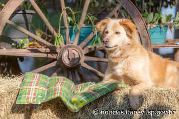 Itapevi realiza Feira de Adoção de Animais Idosos - Prefeitura Municipal de Itapevi (.gov)