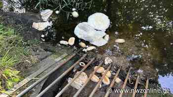 Ekeliger Fund im Bereich Wiskamp in Garrel: Altbrot im Regenrückhaltebecken entsorgt - Nordwest-Zeitung