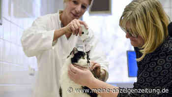 Hunde- und Katzenhalter aufgepasst: Welche teuren Änderungen bald kommen