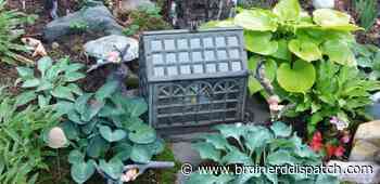 Ask the Master Gardener: Blue hosta color can fade in intense sunshine - Brainerd Dispatch