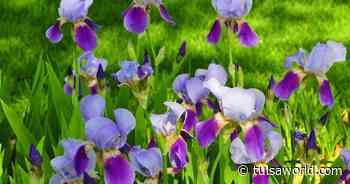 Master Gardener: On the importance of dividing iris, and how to do it - Tulsa World