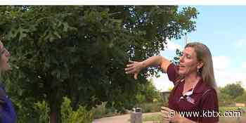 Weekend Gardener: Watering trees to protect them during this drought - KBTX
