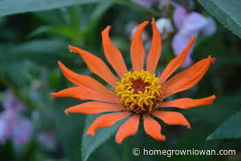 Flower fundraiser supports Master Gardener programs – Homegrown Iowan - Homegrown Iowan