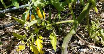 Master Gardener: Preventing disease in the garden - Coeur d'Alene Press