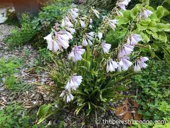 GARDENER'S CHECKLIST: Week of August 11, 2022 - theberkshireedge.com