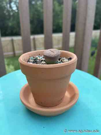 Dakota Gardener: Living stones — Extension and Ag Research News - NDSU Agriculture