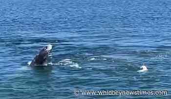 Langley pooch’s swim with whale makes waves - Whidbey News-Times