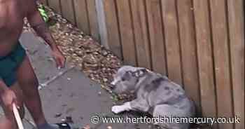 Abbots Langley man who beat his dog with a wooden pole so hard that it shattered dodges jail - Herts Live