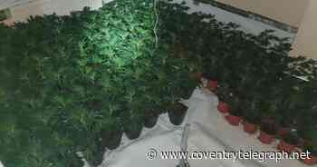 Police discover more than 200 cannabis plants on residential street in Coventry - Coventry Live