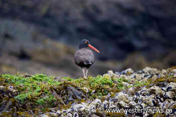 Scientists on Haida Gwaii find oldest black oystercatcher on record - Tofino-Ucluelet Westerly News - Tofino-Ucluelet Westerly News