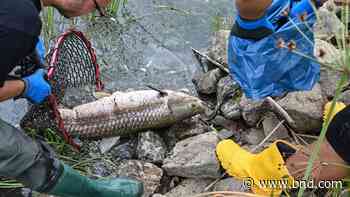 What killed tons of fish in European river? Mystery deepens - Belleville News-Democrat
