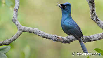 Can You Take Decent Bird Shots in Low Light With a Narrow Aperture?