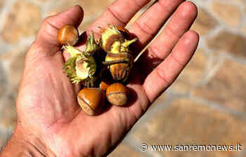 Dalla provincia di Cuneo: ecco il programma completo della 'Fiera Nazionale della Nocciola' di Cortemilia - SanremoNews.it