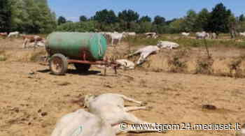 Cuneo, l'autopsia conferma: "E' stato il sorgo reso più tossico dalla siccità a uccidere le mucche al pascolo" - TGCOM