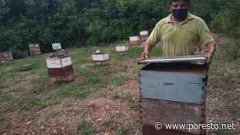 Acusan a menonitas por muertes de abejas en Hopelchén, Campeche - PorEsto
