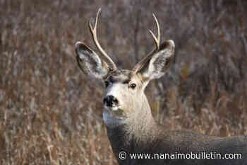 Okanagan man receives fine, on hunting probation after shooting buck along Lakeshore Road