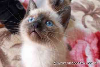 Amanhã (13) tem feira de adoção de gatos no Parque Shopping Barueri - Visão Oeste