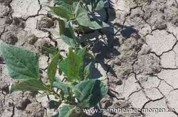 Landwirte warten auf Regen - Lampertheim - Nachrichten und Informationen - Mannheimer Morgen