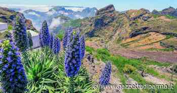 Madeira, l'isola che c'è - Gazzetta di Parma