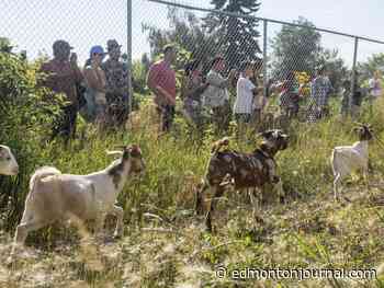 Bees, bunnies and bleats: Edmonton Urban Farm celebrates Alberta Open Farm Days