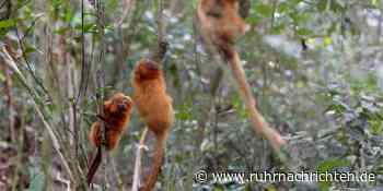 Angst vor Affenpocken: Affen mit Steinen und Gift attackiert - Ruhr Nachrichten