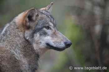 13 tote Schafe: Wieder ein Wolfsriss im Kreis Cuxhaven? - Nachbarkreise - Tageblatt-online