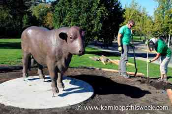 Vandalism prompts running of the bull from Riverside Park - Kamloops This Week