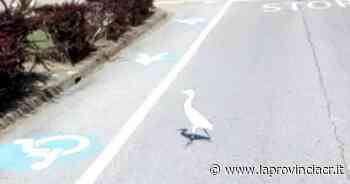 Garzetta bianca accasata all'ospedale di Cremona - La Provincia di Cremona e Crema
